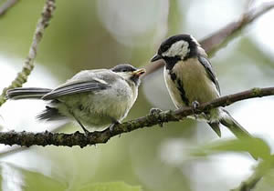 Fodern bi Modern: Ok fl&uuml;gge Jungs  freet geern bi Muddern!