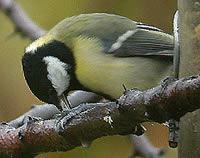 Ahn Metz un Gabel: De Mees h&ouml;llt dat Freten mit de Klaun
