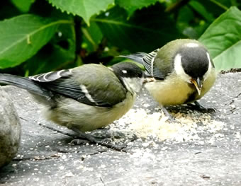 Wi k&ouml;&ouml;nt dat alleen!