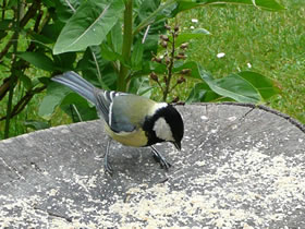 Da! En Meesch! En Meesch op'n L&uuml;nkenklotz!