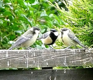 "So kann dat nich wiedergahn! De fiesen L&uuml;nken! Un bavento is d&uuml;sse ganze Tuun vullscheten!" Pink Pink (to kennen an den breden swatten Striep op de Bost) mit twee Fruunsl&uuml;&uuml;d (to kennen an den smallen swatten Striep op de Bost)