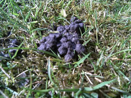 Schiethupen vun Metten