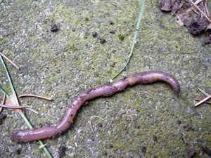 befruchtete Mett mit Eikokon (de dicke Steed an't Lief)