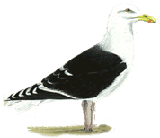 Gestatten, Henry, Mantelm&ouml;&ouml;v