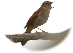 "Wat, f&ouml;r mien Sang Geld kasseern?! Ik warr di wat vertelln, warr ik di!"