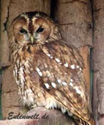 S&uuml;ht de Jungvagel nich s&ouml;&ouml;t ut?