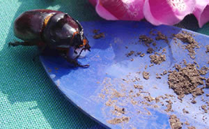 Se - de K&auml;verfru - hett keen Neeshorn