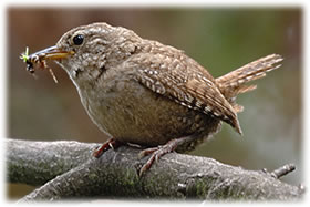 Tuunk&ouml;nig. Bild: Robert Lorch/Wikimedia Commons