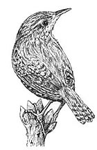 p&uuml;h! Ungetr&uuml; Lumpenkierl!