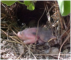 l&uuml;tt Nettelprinzessin orr -prinz -- hett noch gor keen Steert to'n Na-baben-Hollen!