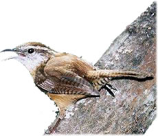 W&uuml;llt ji waaaat???!!!