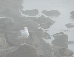 M&ouml;&ouml;w in'n Nevel