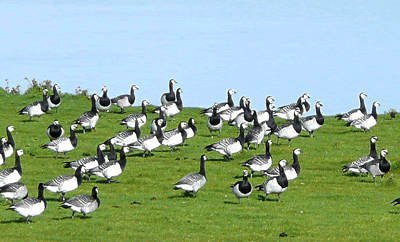Klick op to'n Vergr&ouml;ttern!