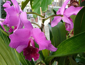 Exot. -- Klick op to'n Vergr&ouml;ttern!