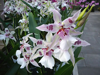 Exot. -- Klick op to'n Vergr&ouml;ttern!