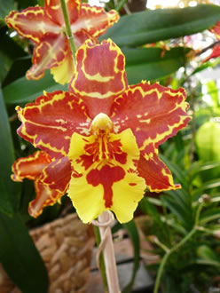 Exot. -- Klick op to'n Vergr&ouml;ttern!