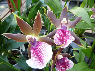 Exot. -- Klick op to'n Vergr&ouml;ttern!