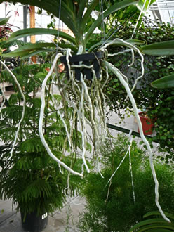 Orchidee mit Luftw&ouml;rteln. -- Klick op to'n Vergr&ouml;ttern!