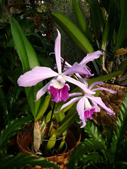 Exot. -- Klick op to'n Vergr&ouml;ttern!