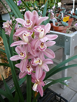 Rispe. -- Klick op to'n Vergr&ouml;ttern!