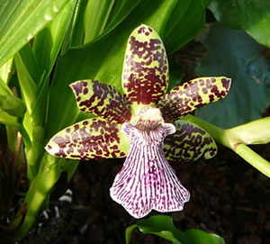 Exot. -- Klick op to'n Vergr&ouml;ttern!