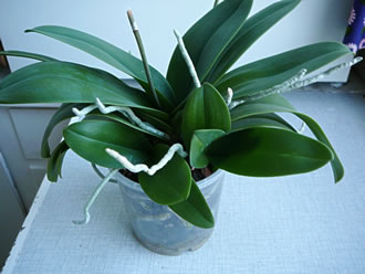 Orchidee Nr. 3 mit 2 Aflegger in en veel to l&uuml;tten Pott. -- Klick op to'n Vergr&ouml;ttern!