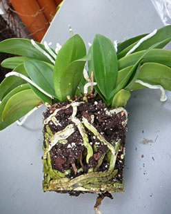 Orchideen Nr. 3 ahn Pott. -- Klick op to'n Vergr&ouml;ttern!