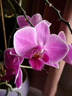 Phalaenopsis. -- Klick op to'n Vergr&ouml;ttern!
