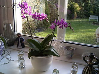 Orchidee Nr. 1 na dat &Uuml;mplanten un Besnieden -- Klick op to'n Vergr&ouml;ttern!