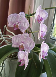 Exot, Rispe. -- Klick op to'n Vergr&ouml;ttern!