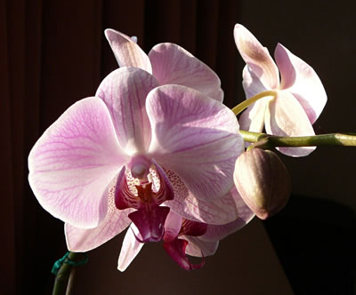 "Nanu, wullt du wat?", schient d&uuml;sse Sch&ouml;&ouml;nheit to fragen. -- Klick op to'n Vergr&ouml;ttern!