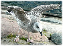 Ooooch! So'n Pechvagel!