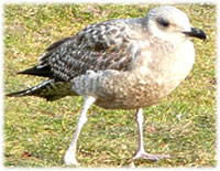 Nu is dat Been stief