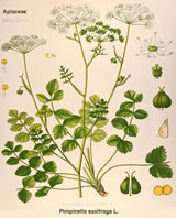 L&uuml;tte Bibernell