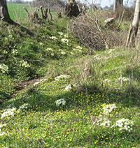 Primeln in Staberholt