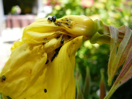 Rapsglanzk&auml;ver op en Nachtkerz. Foto: Antje He&szlig;ler. -- Klick op to'n Vergr&ouml;ttern!