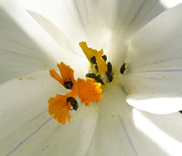 Rapsglanzk&auml;ver in M&auml;rz