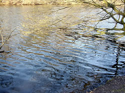 Dat gr&ouml;&ouml;nt op't Wader! -- Klick op to'n Vergr&ouml;ttern!