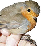 So l&uuml;tt un so totrulich b&uuml;n ik! Hest dat ok verdeent, Minsch?