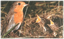 Maaaamaaaaa! Wannehr k&uuml;mmt denn endlich uns MIDDAGETEN!!!!!