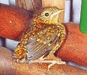 Bruukst gor nich so to grienen! Ik kann even noch nich flegen, aver bald k&uuml;mmt dat - un denn k&uuml;mmt ok de rode Fleck op de Bost!