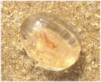 Seestickelbeer. Klick op to'n Vergröttern!