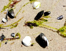 Strandgoot. Klick op to'n Vergr&ouml;ttern!