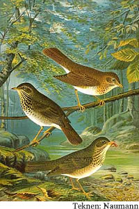 De Singdroo&szlig;el-Familje. Teknen: Naumann