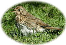 "Eentlich wull ik flegen &ouml;ven un nich glieks in't Gras lannen!"