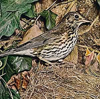 Moder &ouml;verleggt: In welk Snavel stopp ik nu wedder dat Foder?