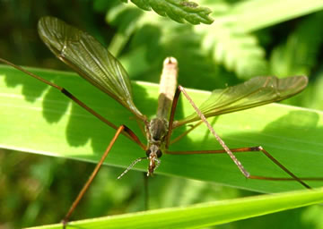 Hier s&uuml;hst de Spannwiet vun de Snaak