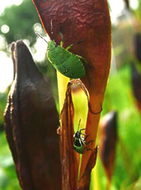 Blattwanzen bi'n Opstieg an de Morgens&uuml;nn