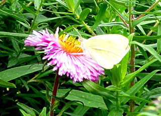 Ketelb&ouml;ter (Kohlwei&szlig;ling) 