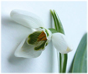 De Bl&ouml;&ouml;t mit de Stoffgef&auml;&szlig;e